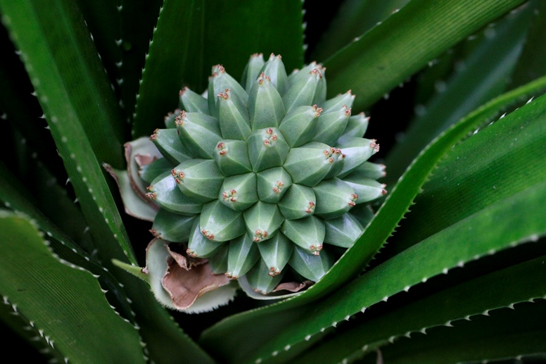 pandanus